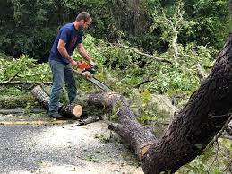 Best Tree Preservation Services  in Gumlog, GA