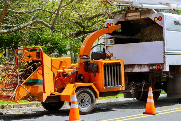 How Our Tree Care Process Works  in  Gumlog, GA