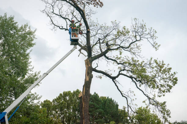 Reliable Gumlog, GA Tree Services Solutions