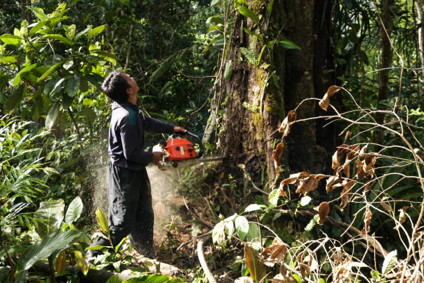 Best Tree Health Inspection  in Gumlog, GA