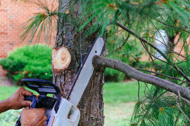  Gumlog, GA Tree Services Pros